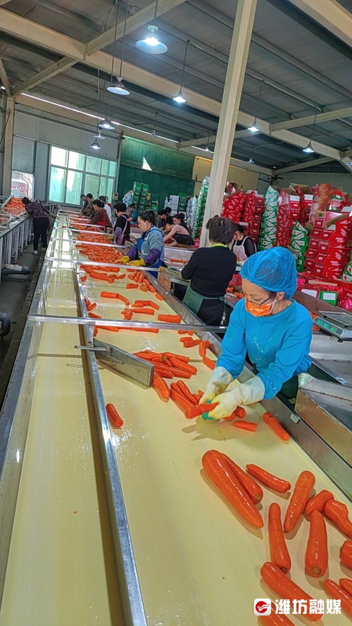 蹲點調查 一根跨緯度遷徙的胡蘿卜與玻璃拋光粉生產的濰坊壽光產業(yè)傳奇
